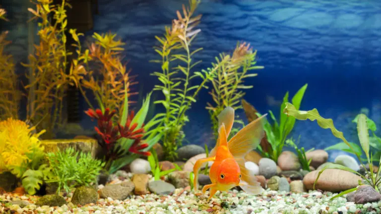 bateria peces - Cómo curar los hongos en los peces