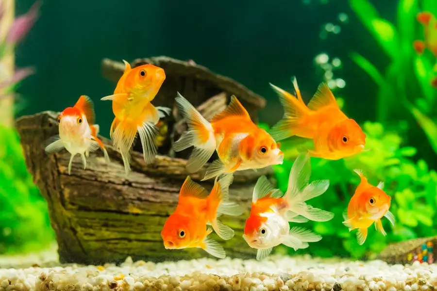 bateria peces - Cómo se cura el punto blanco en los peces